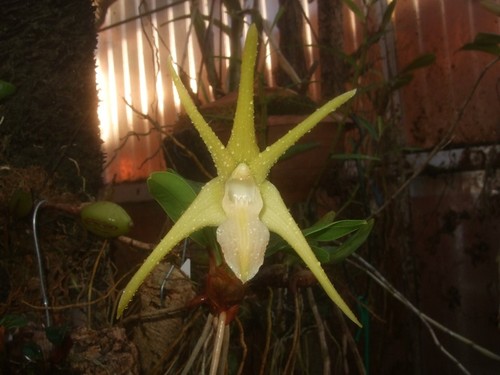 Dendrobium amplum