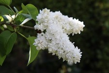 2x winterharte weiße Flieder-Bäume schnellwüchsige Pflanzen für den Garten