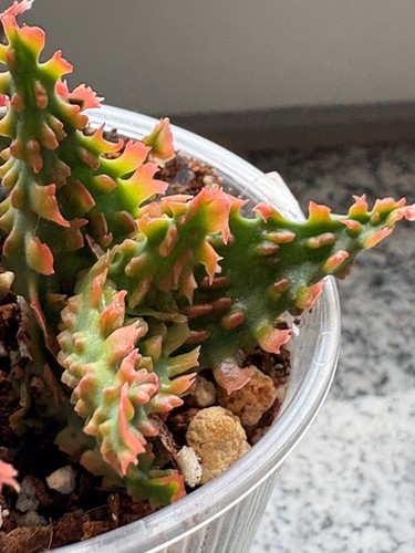 Dwarf aloe tct hybrid - tct,
