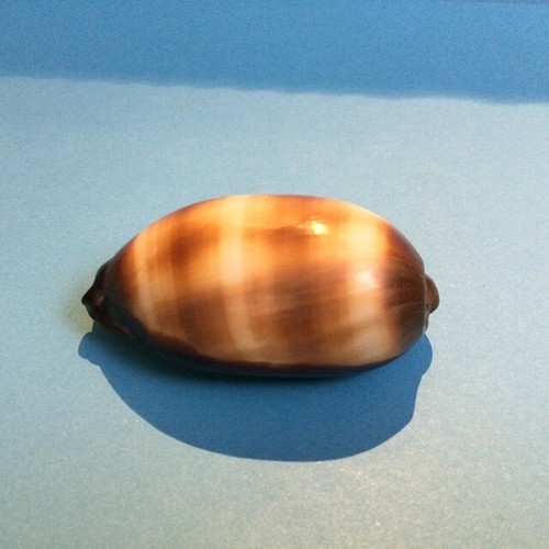 Cypraea talpa shell - shell, muschel
