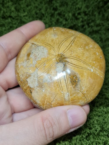 Madagaskar seeigel fossil - madagaskar,
