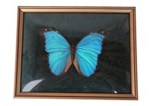 Schmetterling im Rahmen Brasilien