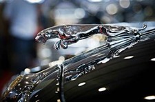Leinwand bild jaguar - leinwand,