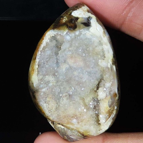 Natürlich fossil schnecke - natürlich,