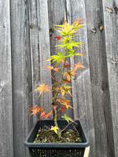 Japanischer Fächerahorn Acer Palmatum  Pre Bonsai Höhe ca 40cm