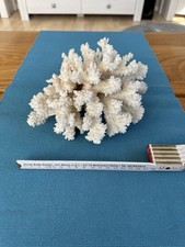 Echte Weiße Steinkoralle