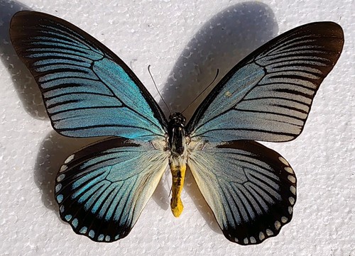 Papilio zalmoxis stecker - papilio,