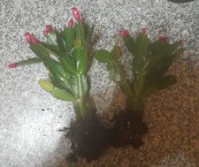 2 X Weihnachtskaktus Set Nr