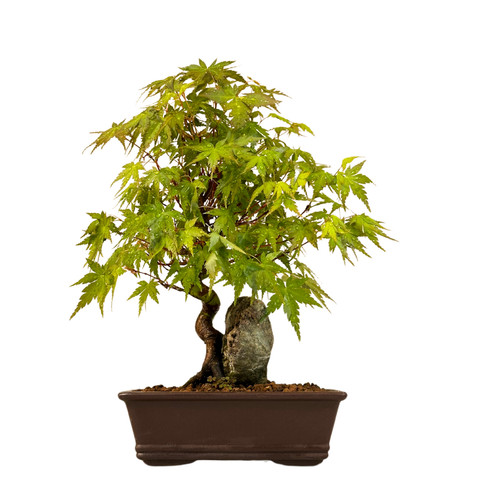 Acer palmatum bonsai auf - bonsai, dem