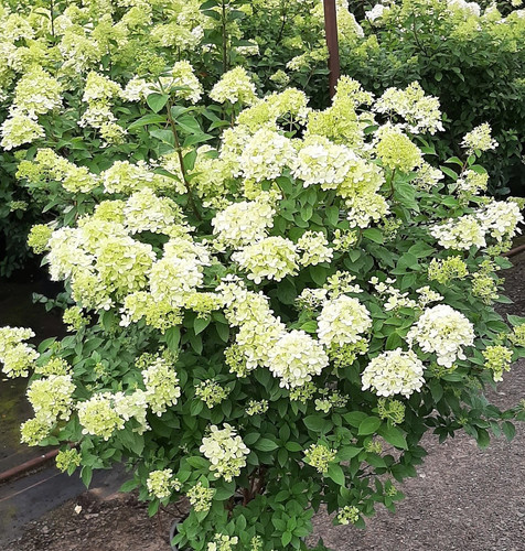 Hydrangea sundae fraise - hydrangea,