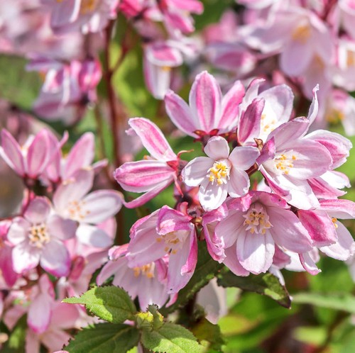 Teller hortensie cherry - teller,