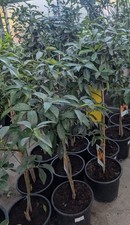 Veredelte Kumquat Bäume 