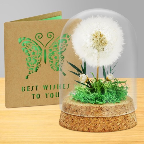 Echte pusteblume glas mit - echte, im