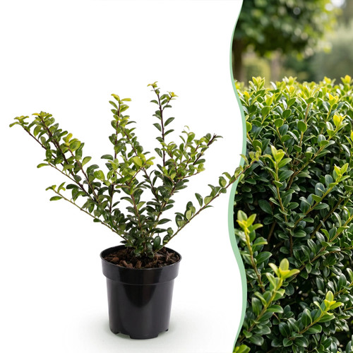 16x ilex crenata - golden,