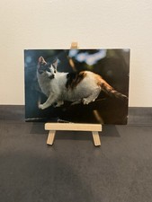 Postkarte getigerte katze - postkarte,