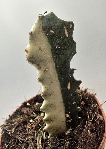 Euphorbia trigona ghost - trigona,