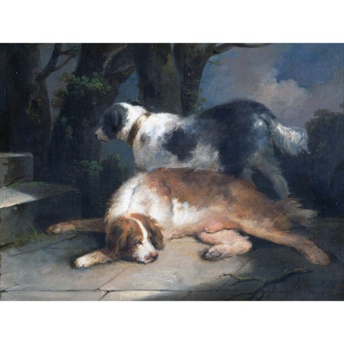 Morland setters hunde tiere - morland,
