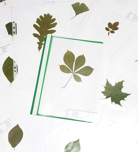 Herbarium blätter bäume - herbarium, 10