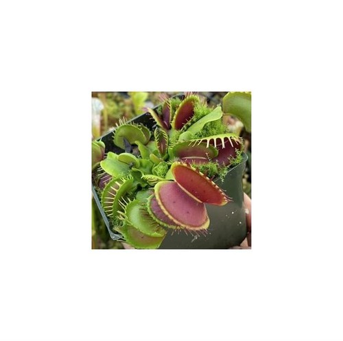 Dionaea muscipula predator - 3x,