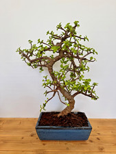 Zimmerbonsai Bonsai Jadebaum