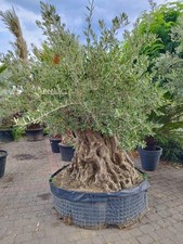 XXL Olivenbaum Olea europaea