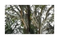 10x Caesalpinia ferrea Leopardenbaum Garten Pflanzen - Samen ID1151