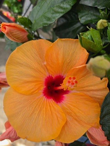 Hibiskus rosa sinensis - , nicht