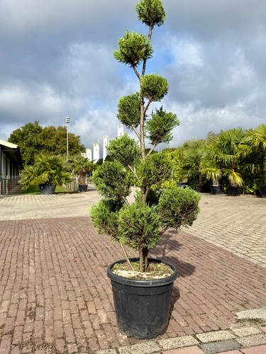 Cupressus leylandii bolform - leylandii,