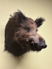 Wildschweinkopf, Wildschwein