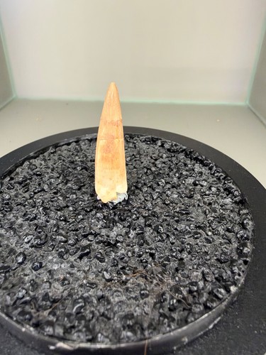 2cm plesiosaurus zahn - plesiosaurus,