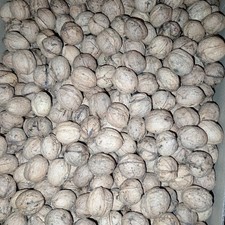 3kg Walnüsse 2025 in der Schale leicht zu knacken aus Welzheim