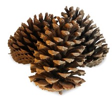 5 x XL Pinienzapfen Tannenzapfen Pinien Zapfen 14-18cm