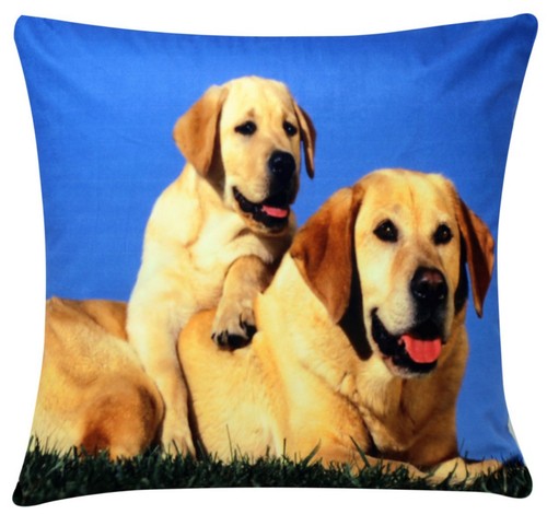 Golden retriever labrador hund - golden,