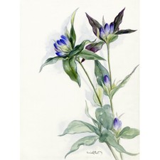 Lila Aquarell Blumen