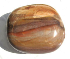 Fossiles Holz, versteinertes Holz, Jumbo, Handschmeichler 192 g. (Tr564)