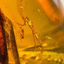 Burmesischer Bernstein Fossil