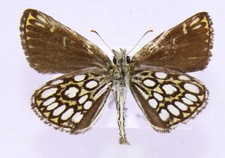 Heteropterus morpheus aus