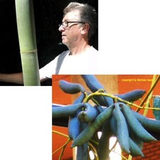 SAMEN 2 Samen im Sparset BLAUGURKE und BAMBUS zwei winterharte Exoten im Garten