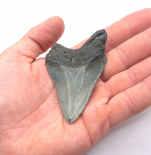 Megalodon haizahn fossil - megalodon,