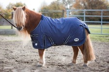 Neue shetty pony - neue, shetty/pony