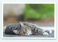 1 AK Katze "Gut abgelegt" -