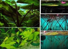 Blaue Seerose für das