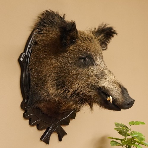 Wildschwein europäisches - wildschwein,
