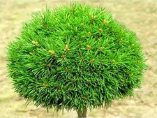 Kugel-Kiefer MINI MOPS 40-50 cm im Container