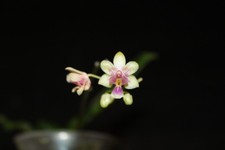 Phalaenopsis deliciosa subsp. hookeriana blühend/flowering