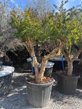 XXL 80 Jahre Granatapfelbaum