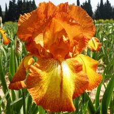 Iris Rhizom Staude Blüten
