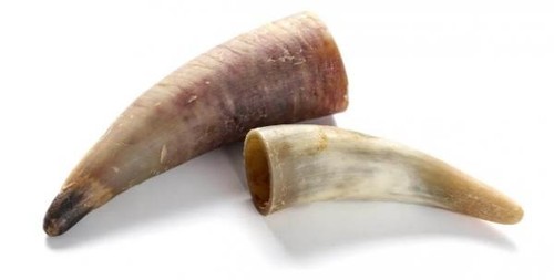 Rinder-Horn