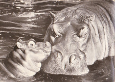 Wildlife * Zoo *  NILPFERD  HIPPOPOTAMUS  Flußpferd  *  Hippo  Postcard # 3