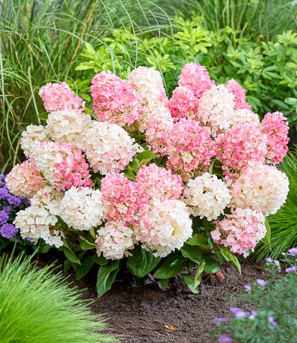 Baldur garten rispen hortensie - baldur, rispen-hortensie